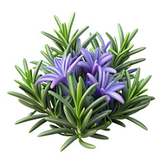 Obraz premium Rosemary Flower Pile Of Heap Of Piled Up Together Hyperrealistic Highly Detailed Isolated On Transparent Background Png File