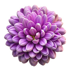 Fototapeta premium Aster Flower Pile Of Heap Of Piled Up Together Hyperrealistic Highly Detailed Isolated On Transparent Background Png File