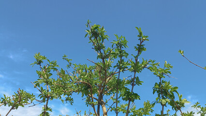 Leaves against blue sky 