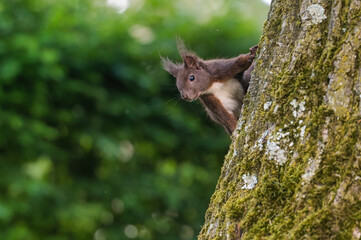 Nahaufnahme eines Eichh&ouml;rnchens