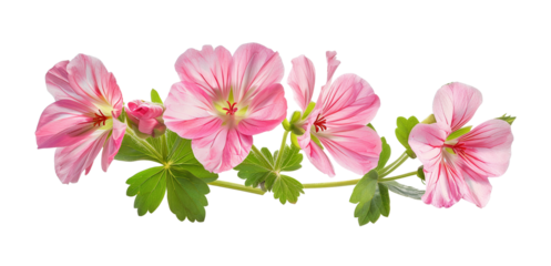 Beautiful pink flowers on a white background, showcasing delicate petals and vibrant colors perfect for nature and floral-themed projects.