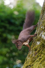 Nahaufnahme eines Eichh&ouml;rnchens