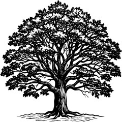 Obraz premium oak-tree vector