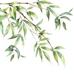 Obraz premium Bamboo leaf, watercolor floral border, watercolor illustration, isolate on white background,