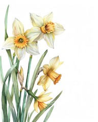 Daffodil, watercolor floral border, watercolor illustration, isolate on white background,