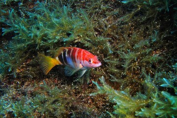 Underwater wall with hiding fish. Algae and marine life. Fish (Painted comber, Serranus scriba) in the sea. Wildlife in the ocean, travel photo. Scuba diving with wildlife, underwater picture.