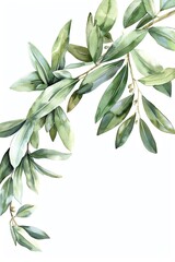 Fototapeta premium Olive leaf, watercolor floral border, watercolor illustration, isolate on white background,