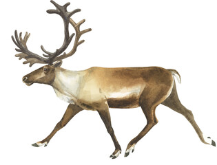 Watercolor trotting reindeer on white background © Olga F