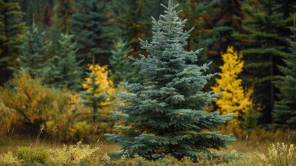 Fototapeta premium Pale green spruce tree