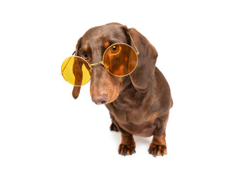 Sausage dog sitting isolated on white studio background wearing orange round summer sun glasses