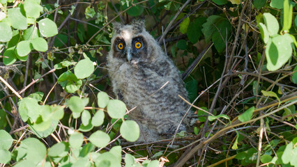 great horned owl