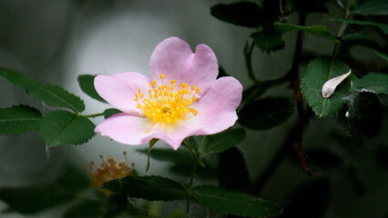 pink lotus flower