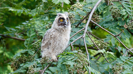 great owl