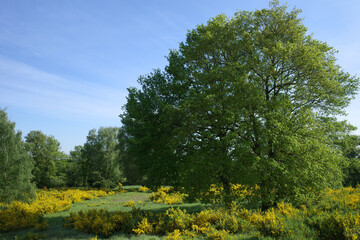 Birch trees and blooming common broom in a rural environment. The environment is a sort of heathland with old burial mounds in Lower Saxony, Germany