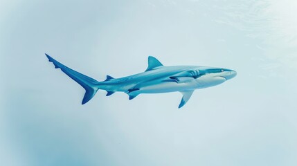 A vibrant blue shark swimming gracefully, its sleek form highlighted against a pristine white background