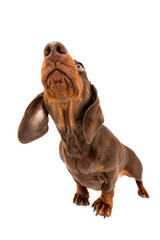Obraz premium Nosy Dachshund dog with big nose sniffing portrait isolated on white studio background