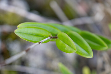 Epidendrum secundum, one of the crucifix orchids, is a poorly understood reed stemmed species,  Hilo International Airport, Hawaii