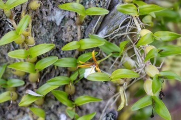 Dinema is a genus of orchids. It is represented by a single currently accepted species, Dinema polybulbon, native to Mexico, Central America, and the Caribbean.  Hilo International Airport, Hawaii