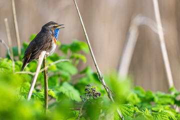 Gorgebleue à miroir (Luscinia svecica - Bluethroat)