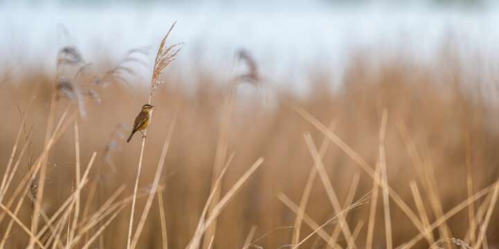 Phragmite des joncs (Acrocephalus schoenobaenus - Sedge Warbler)
