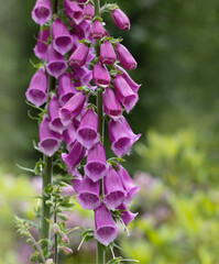 Blüten im Juni wunderbar, schöner roter Fingerhut im Garten (Digitalis purpurea)