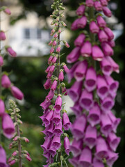 Blüten im Juni wunderbar, schöner roter Fingerhut im Garten (Digitalis purpurea)