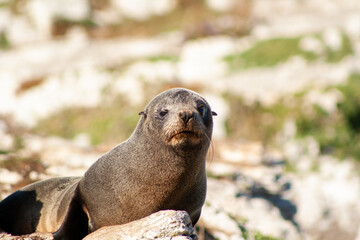 Fototapeta premium Seal in Kaikōura, New Zealand
