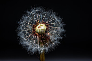 dandelion on black background