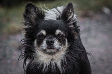 portrait of a black and white dog