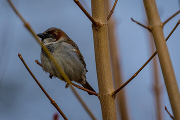 Bird on branch