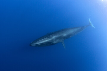 Sei whale near the Azores islands. Whale near the surface. Marine life in ocean. 
