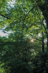 都心散歩　浜離宮恩賜庭園　緑あふれるハナショウブの頃