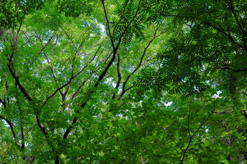 都心散歩　浜離宮恩賜庭園　緑あふれるハナショウブの頃