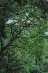 都心散歩　浜離宮恩賜庭園　緑あふれるハナショウブの頃