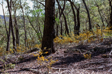 Kanangra-Boyd National Park, NSW