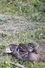 duck in the grass
