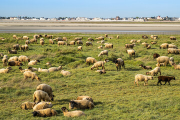 Les moutons de prés salés face au Crotoy