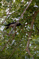 bird on tree
