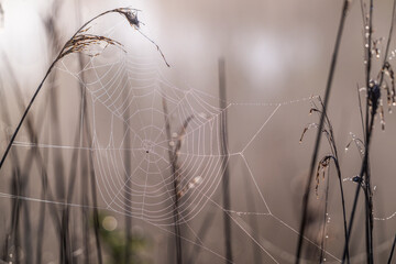 Toiles d'araignées couvertes de rosée dans la roselière
