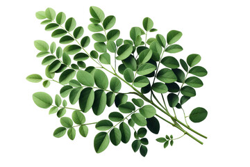 Drumstick greens Moringa oleifera leaves isolated