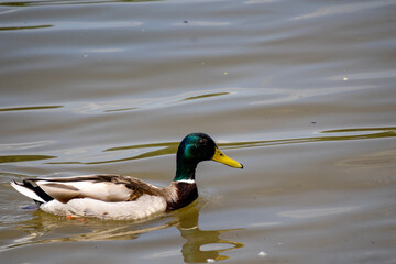duck on the water