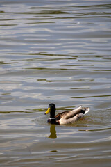 duck on the water
