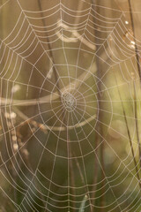 Toiles d'araignées couvertes de rosée dans la roselière