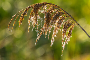 Toiles d'araignées couvertes de rosée dans la roselière