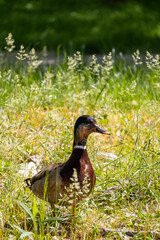 duck in the grass