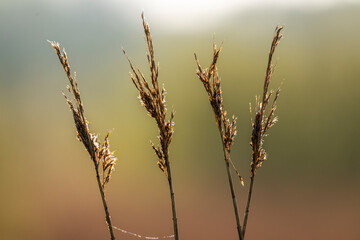 Toiles d'araignées couvertes de rosée dans la roselière