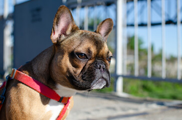 French bulldog. Pedigree dog walking. Dog training. Pet.