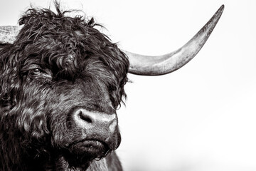 Taureau Highland Cattle