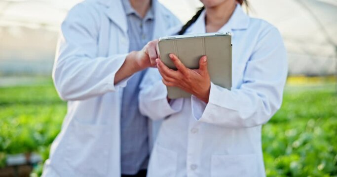 Tablet, greenhouse and hands of scientist research for agriculture, innovation and botanist team study food. Technology, farm and science people work together at gmo plant, ecology or sustainability