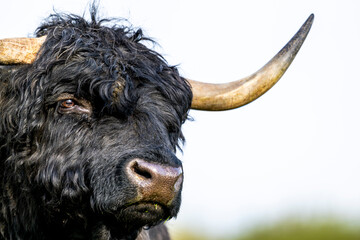 Taureau Highland Cattle